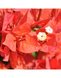 Bougainvillier 'Flame'