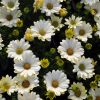 Osteospermum compact