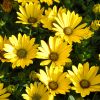 Osteospermum compact