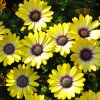 Osteospermum compact