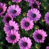 Osteospermum compact