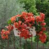 Bougainvillea 'Flame'