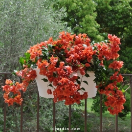 Bougainvillea 'Flame'