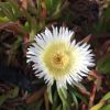 Carpobrotus edulis