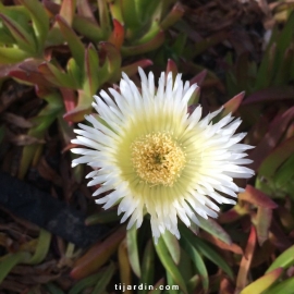 Carpobrotus edulis - Griffe de sorcière