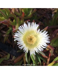 Carpobrotus edulis - Griffe de sorcière