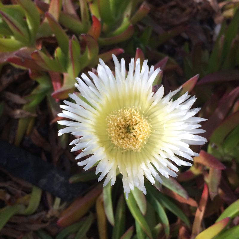 Carpobrotus edulis - Griffe de sorcire - Tijardin