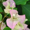 Bougainvillea 'Imperial Thaï Delight'