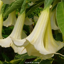 Brugmansia panaché blanc-Datura