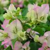 Bougainvillea 'Imperial Thaï Delight'