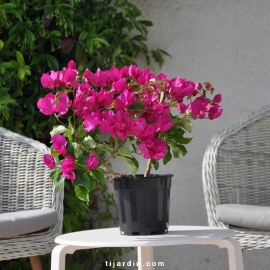 Bougainvillea 'Vera Deep Purple'