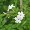 Jasminum officinalis affine