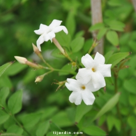 Jasminum officinalis affine