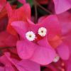 Bougainvillea 'James Walker'