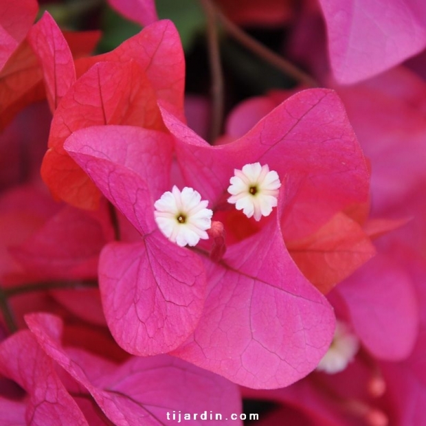 Bougainvillea 'James Walker'