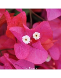 Bougainvillier 'James Walker'