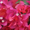 Bougainvillea 'James Walker'