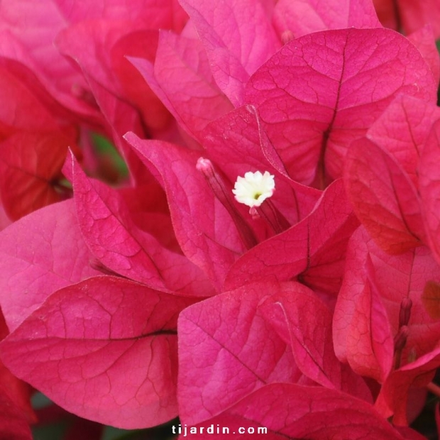 Bougainvillea 'Juanita Hatten'