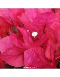 Bougainvillier 'Juanita Hatten'