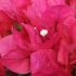 Bougainvillier 'Juanita Hatten'