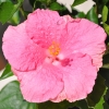 Hibiscus rosa sinensis 'Teva' fleur