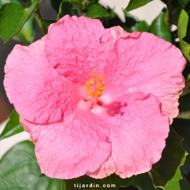 Hibiscus rosa sinensis 'Teva'