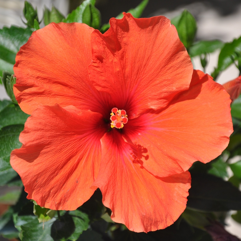 hibiscus rosa sinensis adonicus orange fleur longue duree tijardin