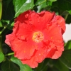 Hibiscus rosa sinensis 'Manava' fleur