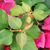 Bougainvillea 'Juanita Hatten'