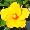Hibiscus rosa sinensis 'Vahine' fleur