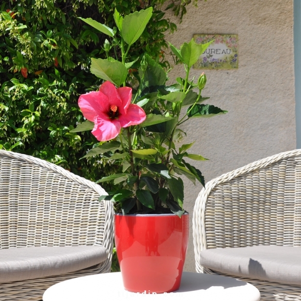 Hibiscus rosa sinensis 'HibisQs' Adonicus Double Pink fleurie