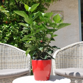 Hibiscus rosa sinensis 'HibisQs' Adonicus Double Pink fleurie