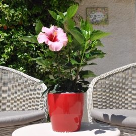 Hibiscus rosa sinensis 'HibisQs' Adonicus Pink fleurie