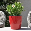 Zinnia hybride 'Zahara' blanc fleurie