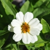 Zinnia hybride 'Zahara' blanc fleur