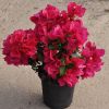 Bougainvillea 'Juanita Hatten'