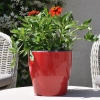 Zinnia hybride 'Zahara' orange fleurie