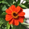 Zinnia hybride 'Zahara' orange fleur