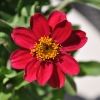 Zinnia hybride 'Zahara' fuchsia fleur