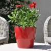 Zinnia hybride 'Zahara' fuchsia fleurie