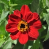 Zinnia hybride 'Zahara' rouge fleur