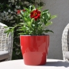 Zinnia hybride 'Zahara' rouge fleurie