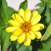 Zinnia hybride 'Zahara' jaune fleur