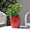 Zinnia hybride 'Zahara' jaune fleurie