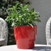 Zinnia hybride 'Zahara' non fleurie