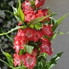 Penstemon hartwegii 'Phoenix' rouge fleurs