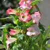 Penstemon hartwegii 'Phoenix' blanc-rose fleurs