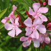 Nerium oleander 'Atlas' fleurs