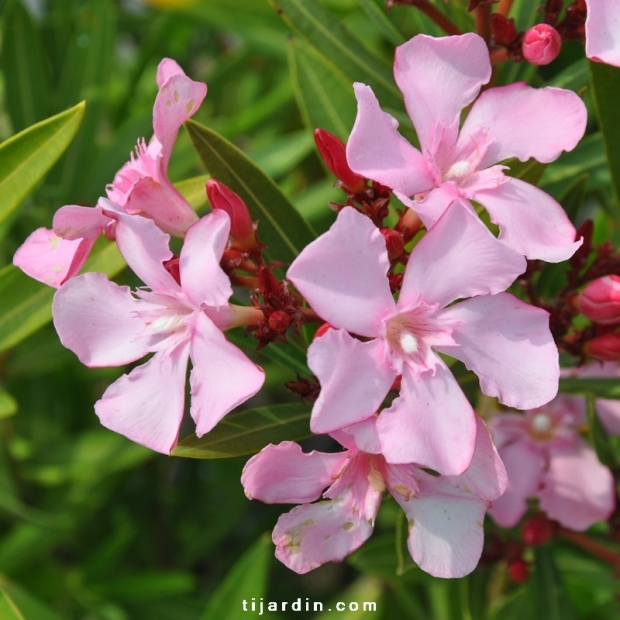 Nerium oleander 'Atlas' fleurs