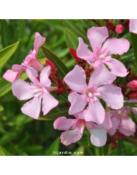 Nerium oleander - Laurier rose 'Atlas'